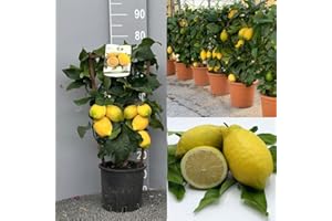 SAVINI VIVAI L'ARTE DI FARE NATURA SAVINI VIVAI Pianta di Limone Albero Agrumi Lunario Limone a Spalliera in Vaso da 20 cm altezza 60-70 cm di 2-3 Anni di Innesto Made Italy