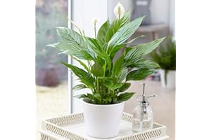GARDENERSDREAM Spathiphyllum Peace Lily Indoor Plant - Air-Purifying Houseplant in 9cm Pot, Ideal for Home Office, Kitchen, Bedroom and Living Spaces, Offers Serene Beauty and Improved Air Quality