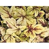 Heuchera/Heucherella- Purpurglöckchen"Golden Zebra" - winterhart, im Topf 12 cm, in Gärtnerqualität von Blumen Eber - 12 cm