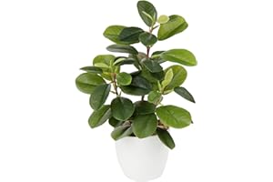 ‎BRIFUL Briful Künstliche Zimmerpflanze Kamelie Kunstpflanze Camellia Japonica im Kunststofftopf Dekorative Seidenblumen Kamelie Kunstblumen für Home Hotel Dekoration