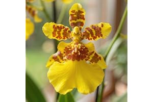 Riktiga Oncidium Joost orkidéer, 2 stora krukväxter från Holland, 30-40 cm