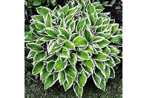COOTO Hosta Planta decorativa Bulbos primavera Jardin plantas Plantas naturales exterior 1x Rizoma Hosta Albomarginata
