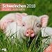 Schweinchen 30x30 2018 by Ackermann Kunstverlag