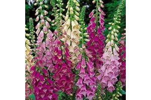 PLUGPLANTS.NET Pack x6 Dwarf Foxglove Digitalis 'Foxy Mixed' Cottage Garden Plug Plants
