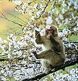 Image de Wildlife Photographer of the Year Portfolio 16