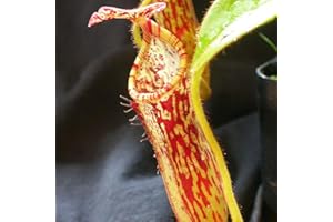 EASY GROW SEEDS Tropical Pitcher Seeds - Nepenthes Stenophylla Rare Carnivorous - 5 Seeds