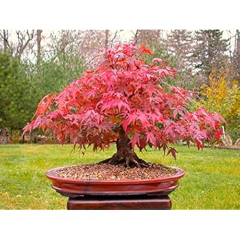 Japanische Rote Ahorn Bonsai-Baum, Wachsen Sie Ihr eigenes Baum, Büro