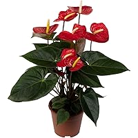 DECOALIVE Anturio Planta Natural con Flores de Color Rojo