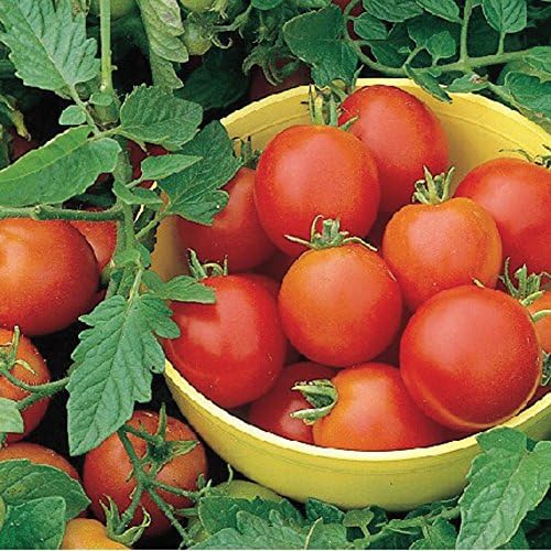 Tomato Moneymaker (12 Large)