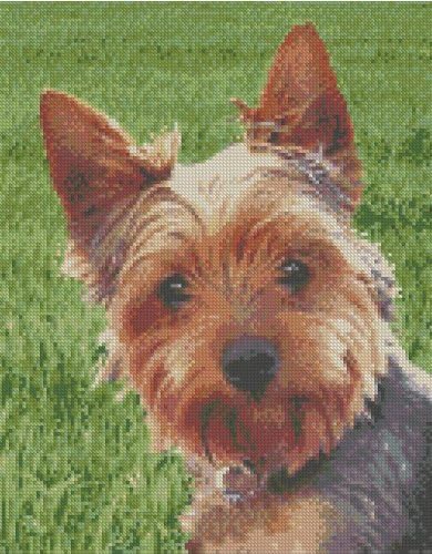 Yorkie 2 Yorkshire Terrier Counted Cross Stitch Kit 11.5" x 9"