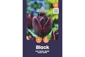 AGRONOM TESTED IN THE GARDEN AGRONOM | TULIPANES - BLACK | Bulbos de flores perennes | Flores Negro | Se cultivan en jardines de flores, macetas, se plantan en céspedes en flor | Paquete de 4 bulbos de flores