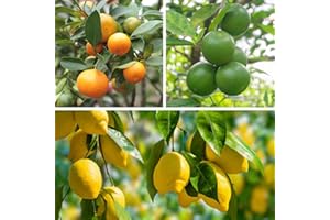 YouGarden Citrus Fruit Collection, with Orange, Lemon and Lime Trees, Established Plants in 9cm Pots, Supplied 20-30cm Tall, for Grow Your Own Citrus Fruit