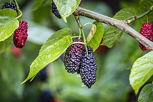 GROW YOUR SECRET GARDEN Black Mulberry 20 Seeds (Morus Nigra)