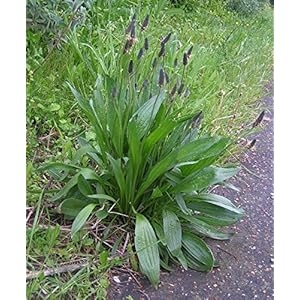 Samen Stück), Spitzwegerich 5Gramm