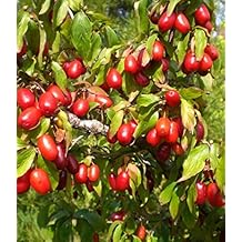 Suchergebnis Auf Amazon De Fur Kornelkirsche 1 Stern Mehr