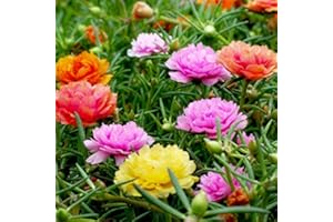 EYSII Couleur mixte Moss-Rose Purslane Double Flower Seeds 100+ Portulaca grandiflora Moss Rose Ground Cover Plant Seed