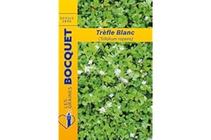 Sachet de graines de Trèfle blanc (Trifolium repens) pour 40m² - 100 g - fleur vivace - LES GRAINES BOCQUET