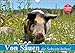 Produktbild Von Säuen die Schwein haben! (Wandkalender 2019 DIN A4 quer): So glücklich sollten alle Schweine leben können (Geburtstagskalender, 14 Seiten ) (CALVENDO Tiere)
