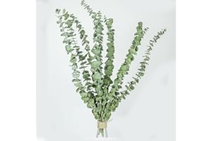 HANYUN 15 Pack Natürliche Getrocknete Eukalyptus 17 Zoll/45cm konserviert frische Eukalyptus-Zweige Greenery Pflanzen für natürliche Aromatherapie zu Ihrer Dusche für Blumenarrangements Hochzeit Home Decor