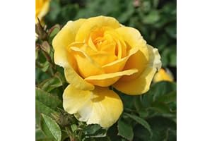 YouGarden Rose 'Our John' 4 Litre Pot, Ready to Be Planted Out