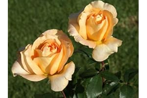 GENERICO 1 Pianta di ROSA BREVETTATA CASANOVA ® MEILLAND vera PROFUMATA vaso19 FOTO REALE AMDGarden