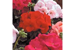 WHIN HILL NURSERIES 9X Dark leaved Geranium Plants. Mixed Bright Coloured Flowers. NOT Plug Plants Garden Ready