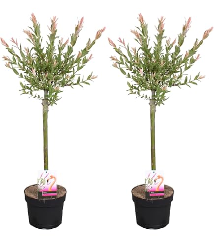 Dehner Japanische Stechpalme, Ilex crenata, Kugel-frmig, immergrn, 25-30  cm exkl. Pflanztopf, 5 l Topf, Gartenpflanze : Amazon.de: Garten