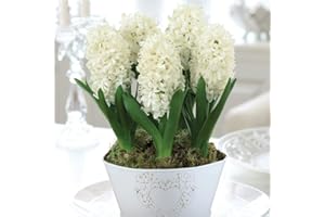 THOMPSON & MORGAN Hyacinth Potted Plant Gift ‘White Pearl’, Scented Flowers, White Blooms, Easy to Grow, 2X Gift: Each Includes 5X Bulbs in A 16cm Zinc Pot and Supplied Gift Wrapped by Thompson and Morgan (2)