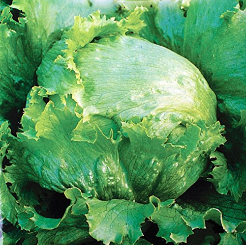 250 Graines De Laitue Iceberg Méthode BIO Salade Légume Potager Permaculture