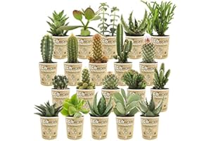 vdvelde.com - Ecoworld Mini Kakteen und Sukkulenten echte pflanzen 20 Stuck - Verschiedene Arten sehr pflegeleicht, benötigen wenig Wasser - 10 kaktus und 10 sukkulente Ø 6 cm - Höhe 8-15 cm