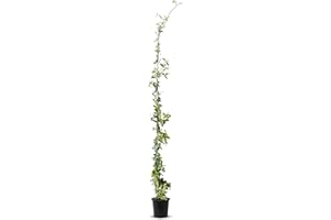 TROPICTREES Trachelospermum Jasminoides - 170cm - Résistant au froid - Jasmin étoilé - Jasmin de Toscane -Blanc - A+| 1 pcs