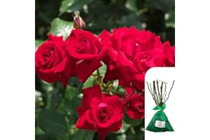 HARRINGTONS ROSES 1 x Climbing Rose Dublin Bay – RHS Award-Winning Red Rose -Fragrant, Long-Lasting Blooms, Ideal for Trellises, Fences & Walls - When Only The Best Will Do - Top Grade “A” Roses