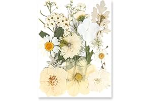 LEEQBCR 15 pezzi di fiori secchi naturali, goffrati, fiori secchi fai da te, foglie secche miste margherite fai da te candele in resina gioielli per unghie ciondoli scrapbook decorazioni (bianco puro)