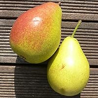 Suchergebnis auf Amazon.de für: schale länglich: Garten