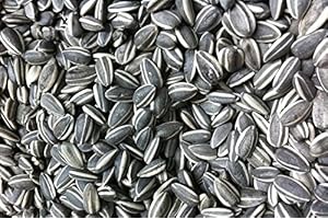 GEVO Sonnenblumenkerne gestreift 25 kg