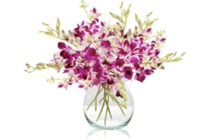 Sendabunch Fresh Singapore Dendrobium Orchids Bouquet - 20 Beautiful Stems for a Touch of Eastern Charm - 14-Day Freshness Guarantee Includes with Free Box of Belgian Chocolates