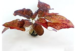 GÄRTNEREI - GARNELIO Garnelio - Tigerlotus rojo para el acuario - Plantas acuáticas - Nymphaea Lotus, tipo: 3 x tubérculos
