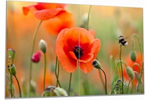 Wallario Herdabdeckplatte/Spritzschutz aus Glas, 2-teilig, 80x52cm, für Ceran- und Induktionsherde, Mohnblumenblüten