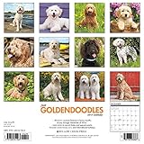 Image de Just Goldendoodles 2017 Calendar