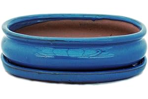exotenherz - Bol à bonsaï avec soucoupe Taille 3 - Bleu - Ovale - Modèle O47 - L 19 cm - l 13,5 cm - H 5 cm