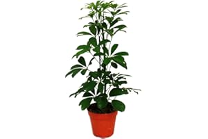 Exotenherz - Aralie rayonnante - Schefflera arboricola « Nora » - feuillage vert - 1 plante - plante d'intérieur facile d'entretien - purificateur d'air - pot de 12 cm