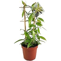Fangblatt - Vanilla planifolia - die echte Vanille Orchidee als zauberhafte Zimmerpflanze ebenso eine nützliche…