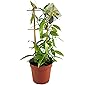 Fangblatt - Vanilla planifolia - die echte Vanille Orchidee als zauberhafte Zimmerpflanze ebenso eine nützliche…