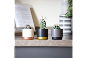 Small Cactus Plants Indoor Succulent Gift Idea House Plant Easy to Grow for Office Conservatory & Home 3 x 5.5cm Mixed Cacti by Thompson & Morgan