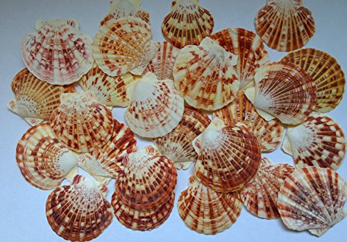 MaxJam Seashells Pectin Macarensis 25 Shells Colourful Selection 6cm Small Scallops