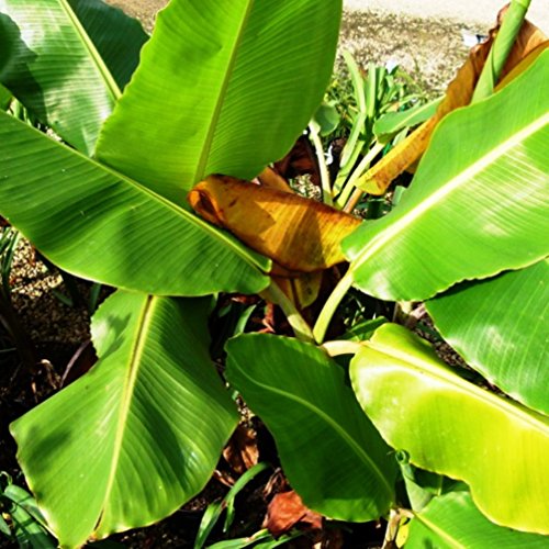 Future Exotics Musa Dajiao Banane Fruchtbanane winterhart 20 – 30 cm, 2 Stück - 2