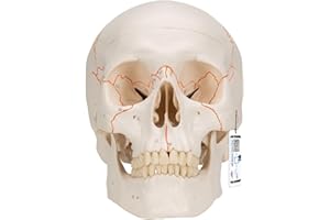 3B Scientific A21 Human Anatomy - Numerowany ludzki klasyczny model czaszki z połączeniami magnetycznymi, 3 części + bezpłatne oprogramowanie anatomiczne - Inteligentna anatomia 3B