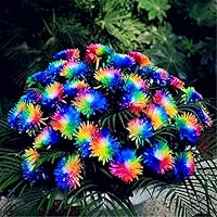 50 Regenbogen-Chrysantheme-Blumen-Samen seltene Farbe neue Ankunft DIY Hausgarten Blume Pflanze