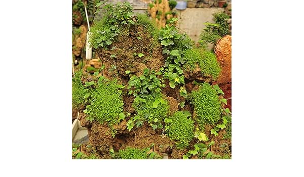 Garden Outdoors Gardening Grass Starter 100 Pcs Bonsai Water Absorbing Stone Seed Particle Water Stone Rockery Green Grass Seed Moss Green Plant Seedling Rockery Grass Seed Kubicolab It