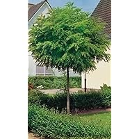 Kugel-Robinie, Höhe: 180-190 cm, Scheinakazie, Robinia Umbraculifera, Kugelbaum + Dünger